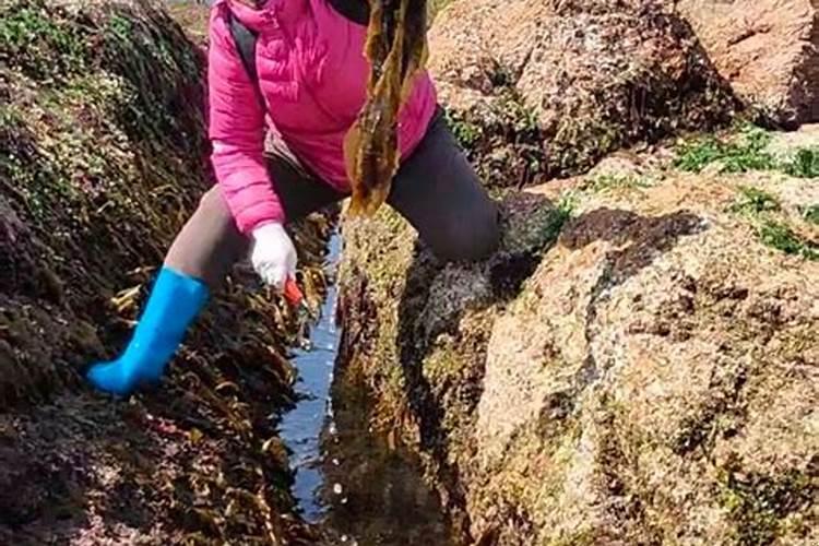 梦到赶海捡海蛎子