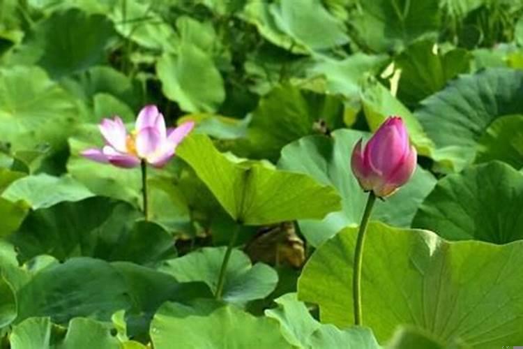 十二生肖每个生肖分别象征什么