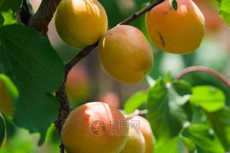 梦见满树黄杏子成熟了摘这吃