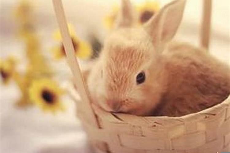 属兔的女人的命运