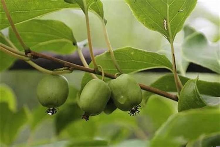 门前有枣树的风水