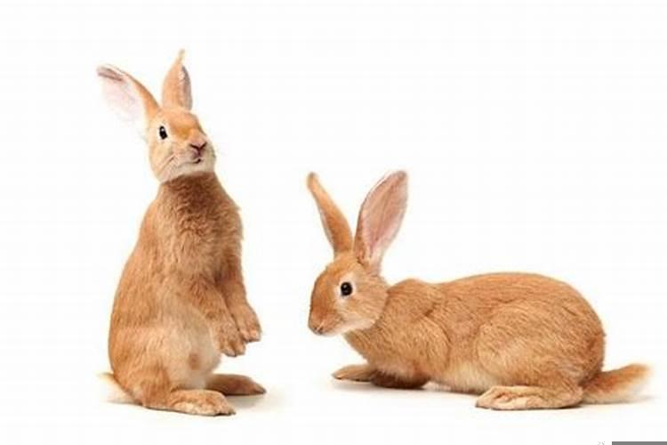 属兔的女人的命运