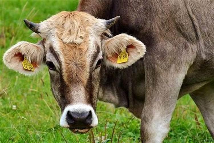 梦到跳茅坑预示着什么意思