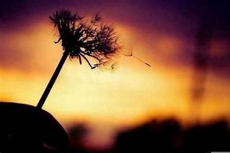 本命年终于过去了希望