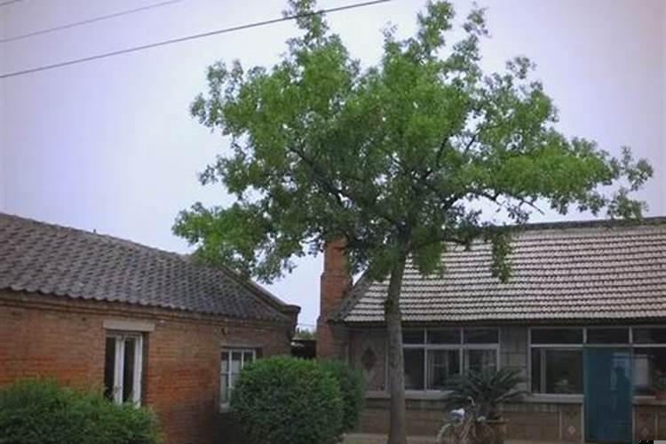 门前有枣树的风水