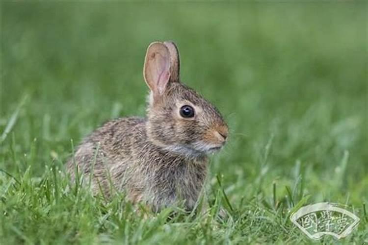 属兔的男人的事业和命运