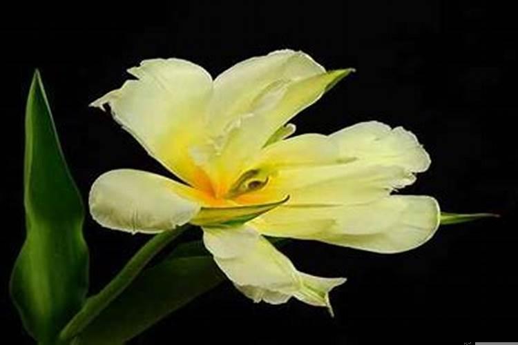 2025年属龙的几月份结婚合适