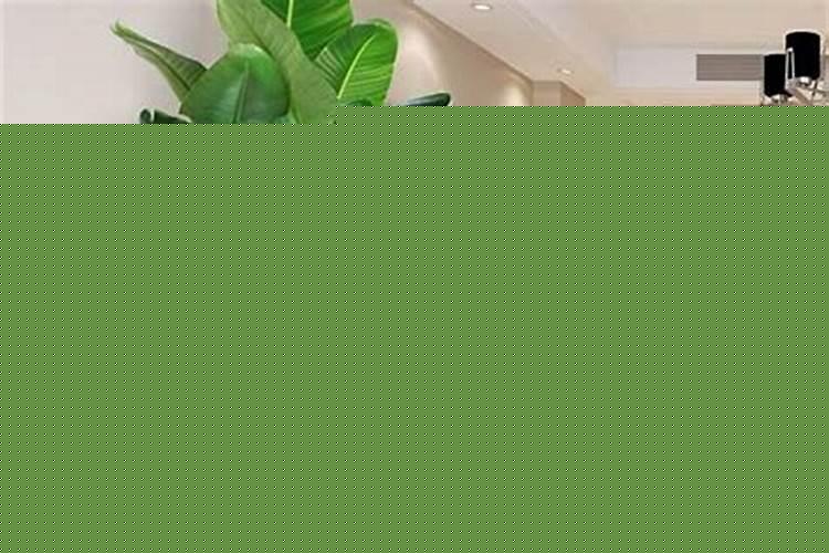 居家风水养什么植物好呢