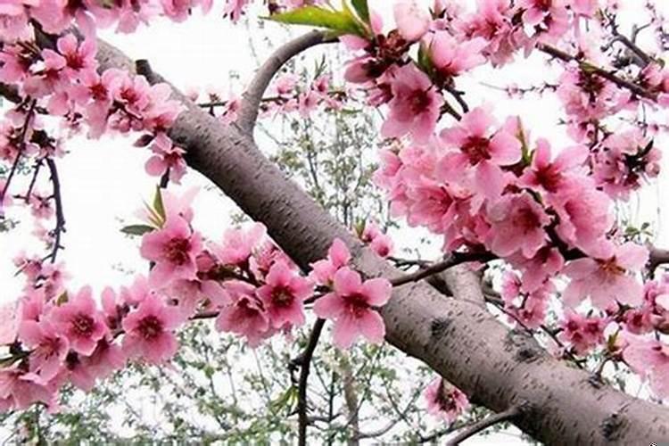 风水催桃花多久见效