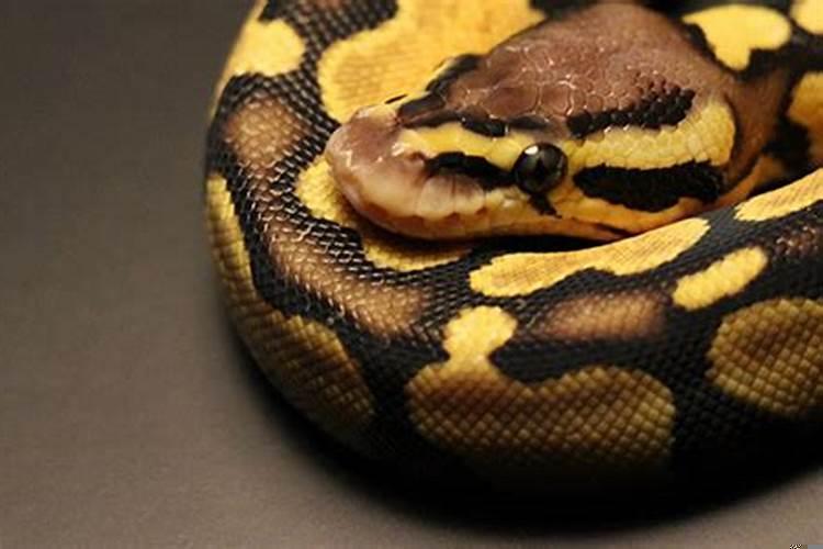 请问女人梦见蟒蛇什么意思呀