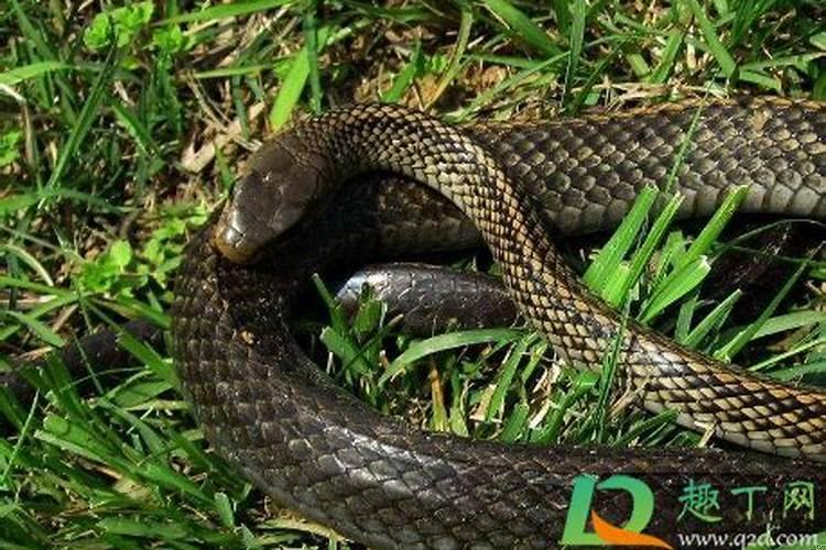 深知你是梦什么意思