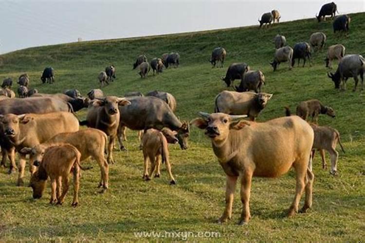 做梦梦到牛明年就是牛年