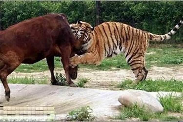 男属虎和女属鸡的婚姻怎么样