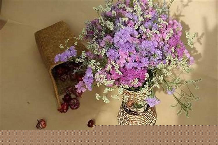 居家风水养什么植物好呢