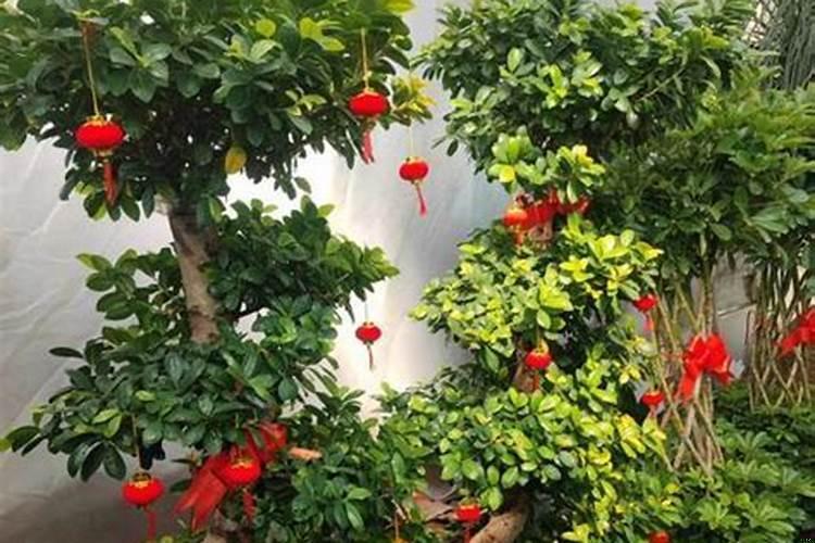 寓意财运的植物