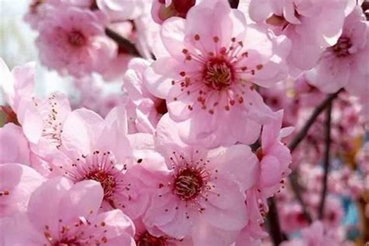 什么星座最招烂桃花