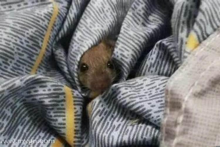 梦见老鼠是什么意思周公解梦网