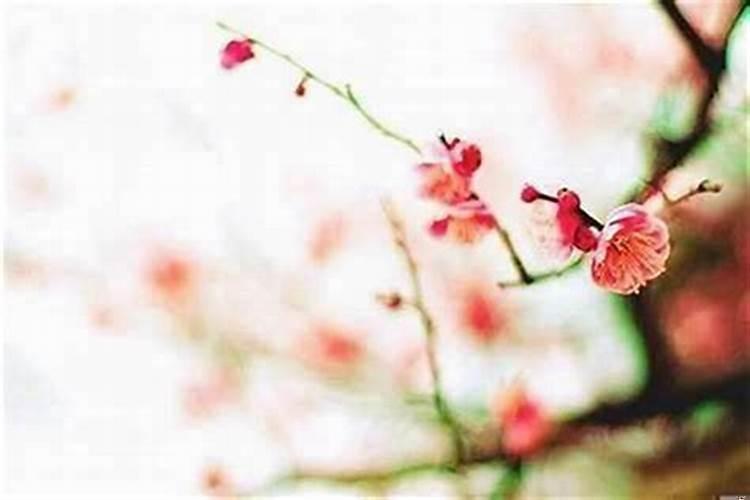 什么星座最招烂桃花