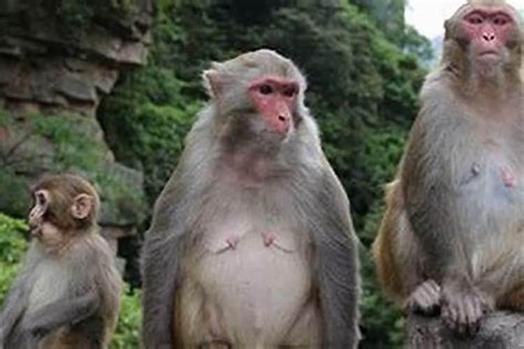 属猴的2022年适合结婚吗