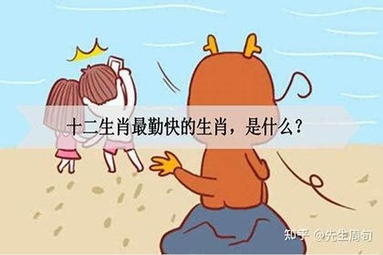 六畜中最勤劳的生肖是哪个