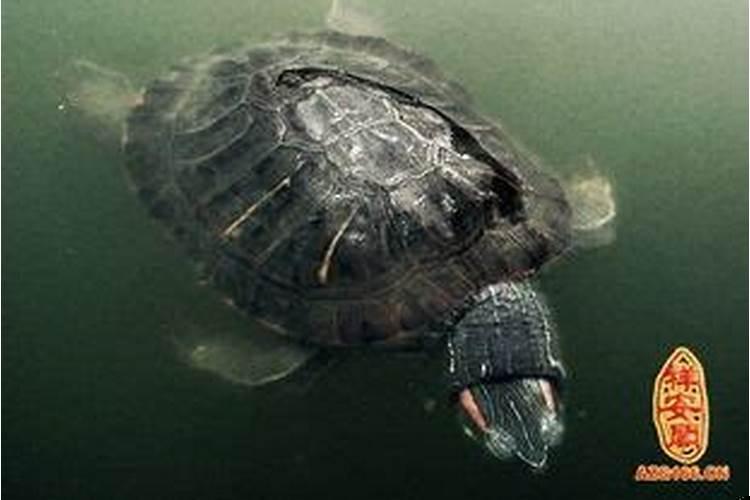 做梦梦到乌龟是什么意思周公解梦女人