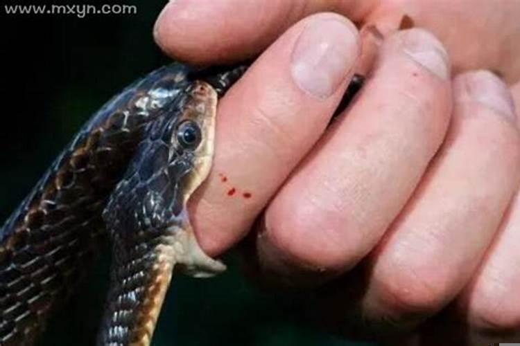 昨天晚上做梦梦到蛇咬我怎么回事