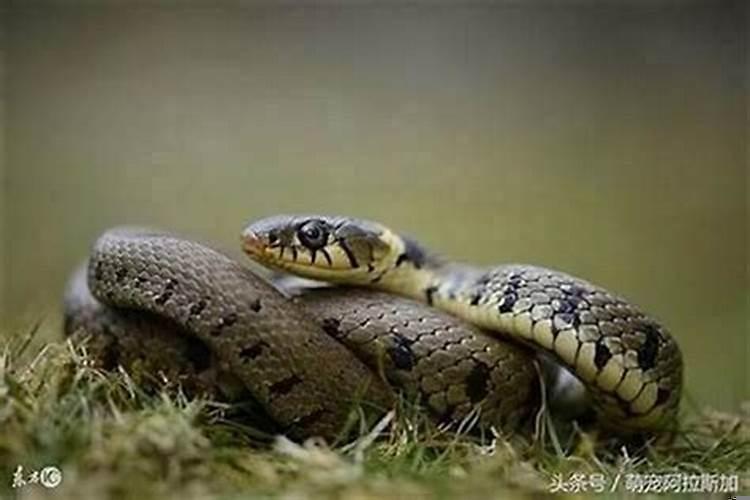 蛇爸鸡妈生鼠宝宝好吗