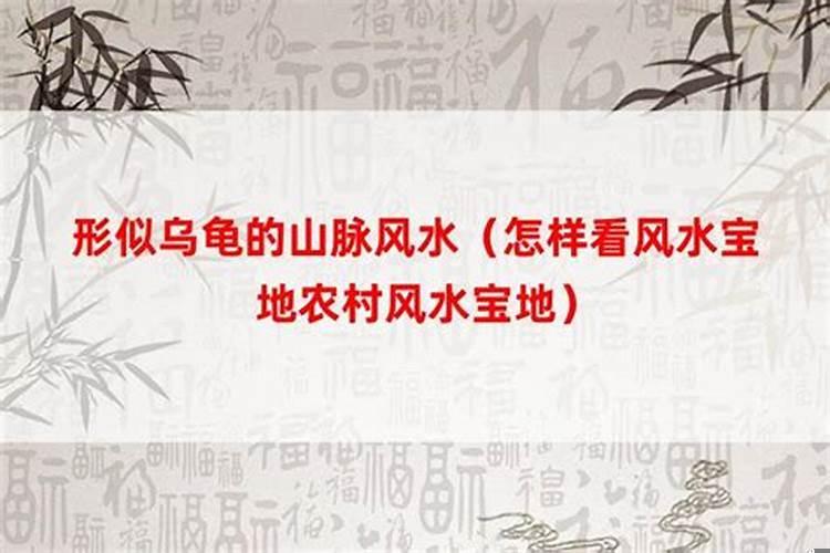 乌龟地形风水宝地后代出什么人