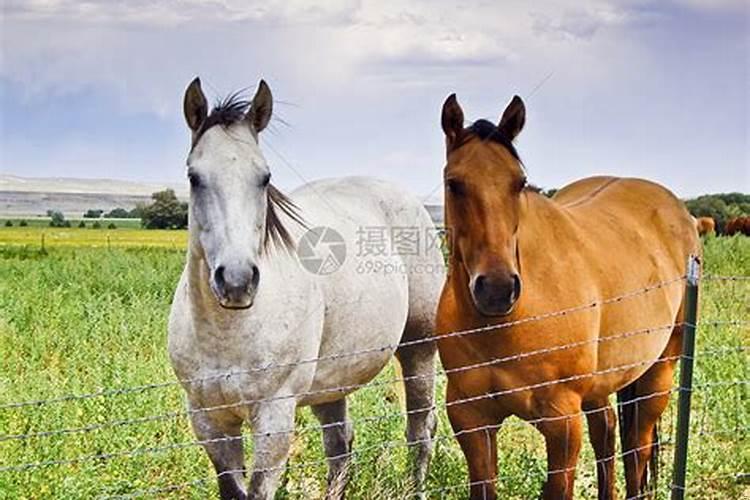 梦见院子里有两匹马奔跑