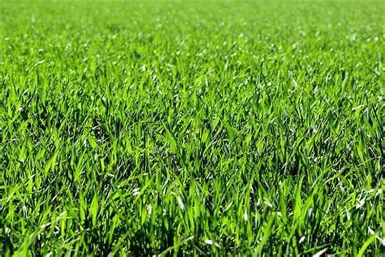 周公解梦梦见绿草地意味着什么呢