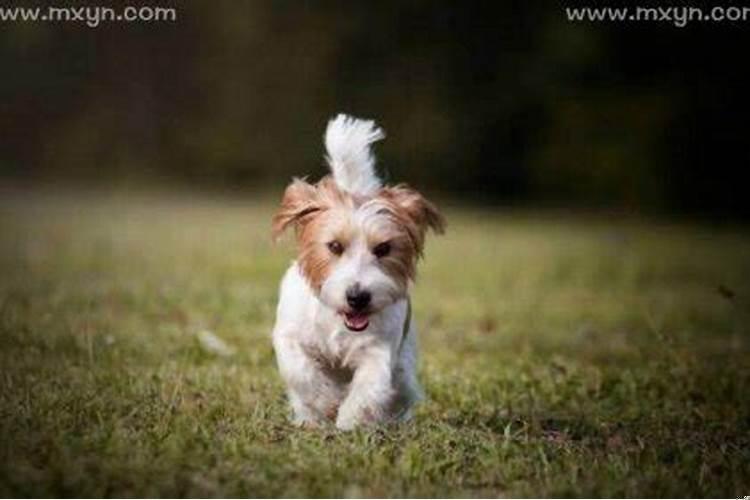 梦见狗往自己身上扑什么意思呀