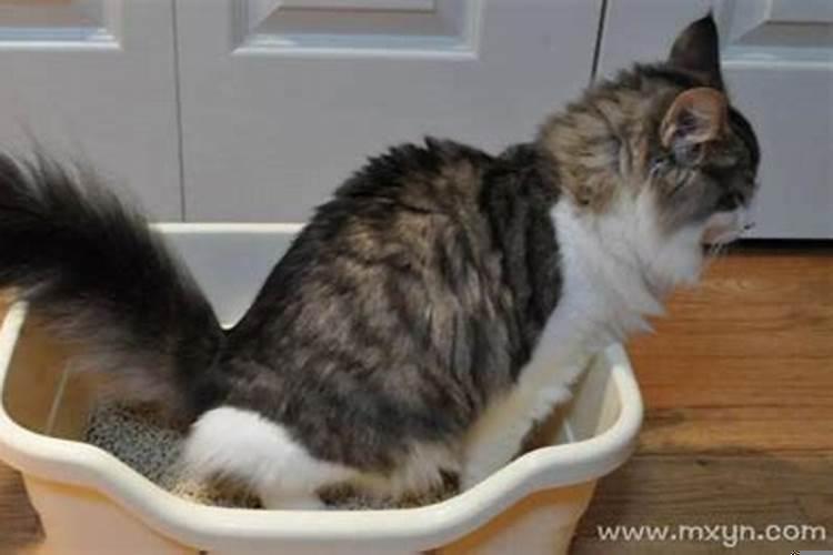 梦见猫拉下屎