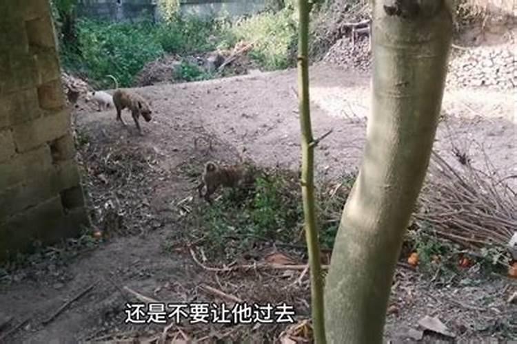 左闪右躲是什么动物