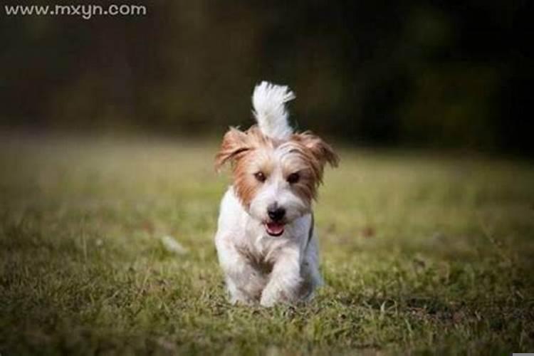 梦见狗往自己身上扑什么意思呀