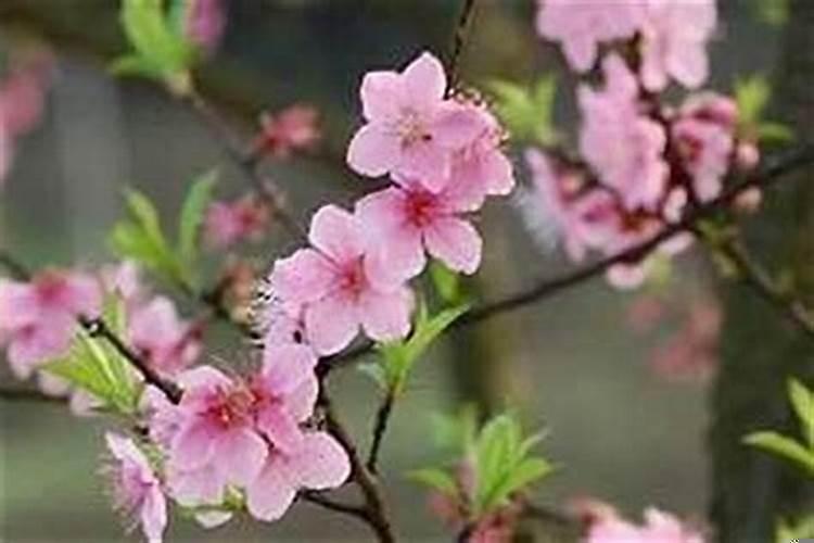 桃花运和正缘要分清