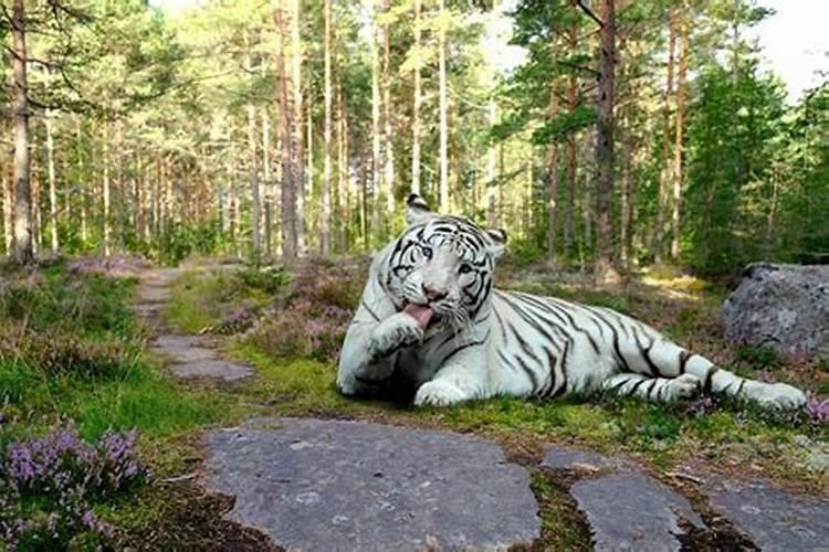 梦见老虎进家是什么意思