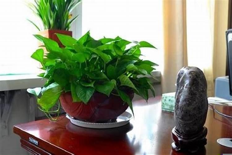 风水学中家里为什么不能放绿萝花