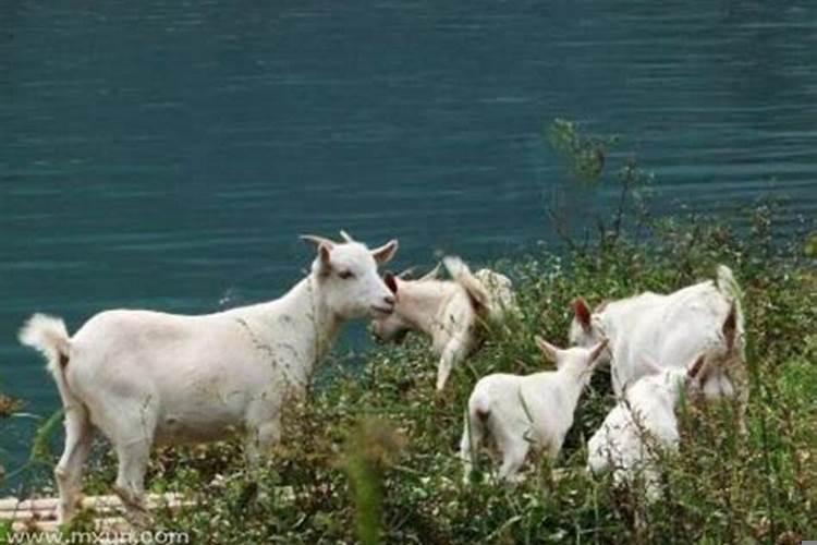 梦见两只羊是什么意思周公解梦