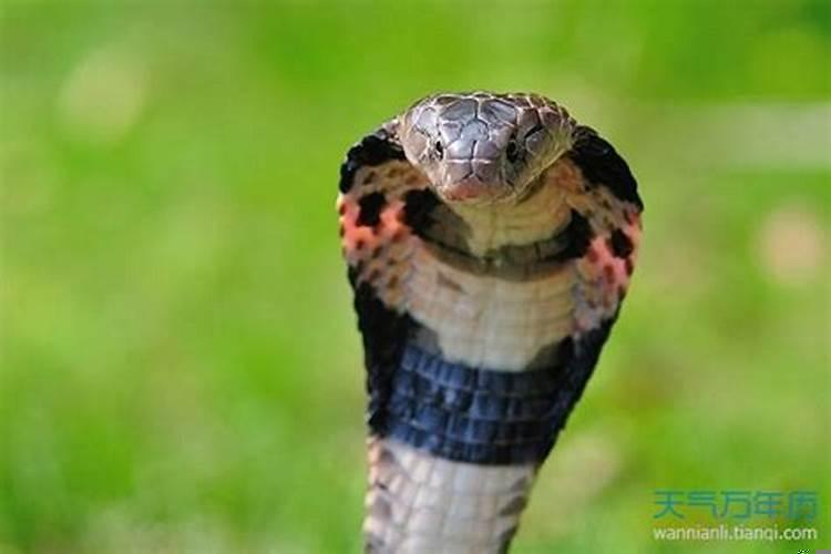 女人梦到房子漏雨什么预兆