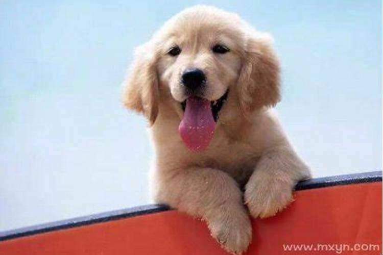 梦见狗往自己身上扑什么意思呀