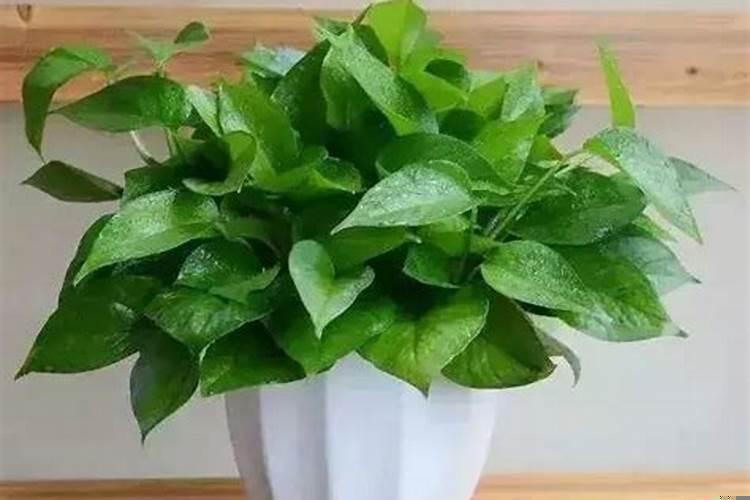 风水学中家里为什么不能放绿萝花