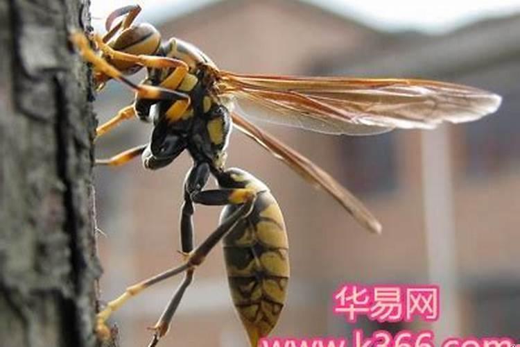 梦见两只羊是什么意思周公解梦