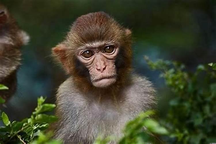 属猴的人生于九月好吗