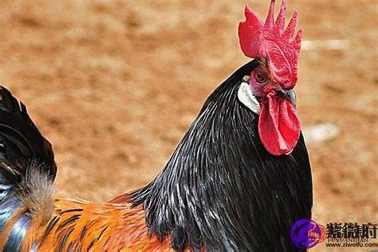 属猪的和属鸡的配吗属相