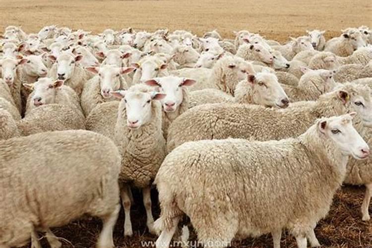 梦见两只羊是什么意思周公解梦