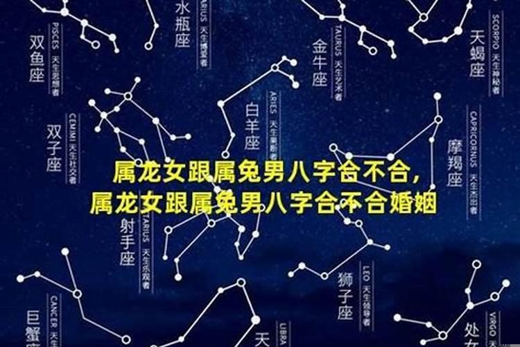属兔和龙相合不合