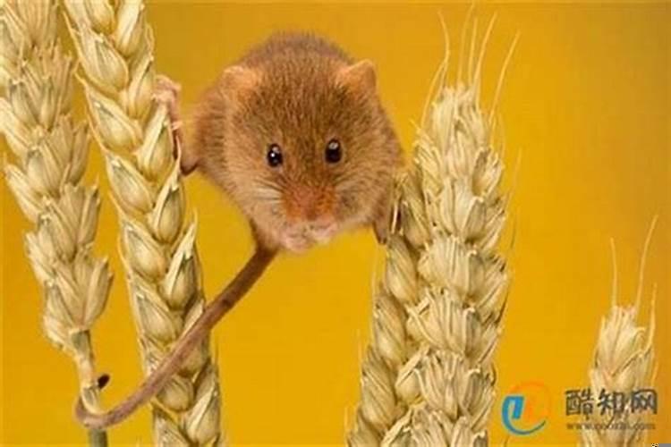 女人梦到被老鼠咬手