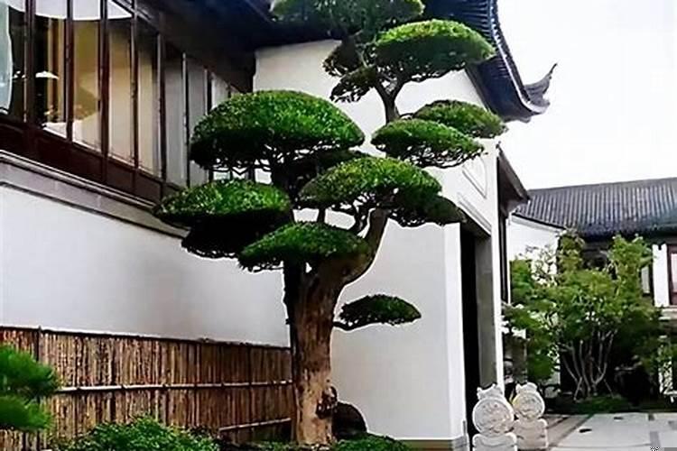 大门口栽什么树旺宅