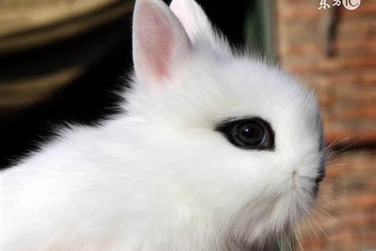 什么生肖左右一样的