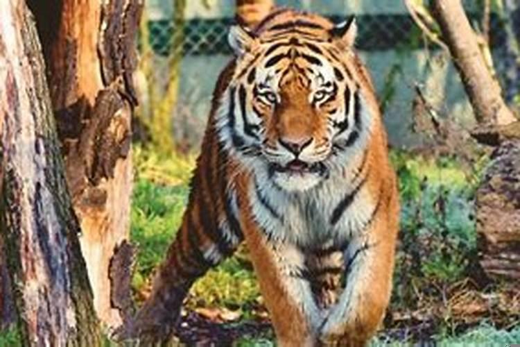 74年6月16日的虎是什么命